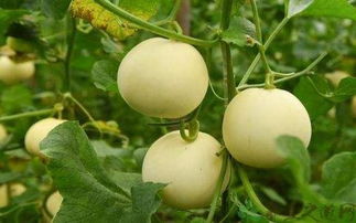 使用丙环唑，要注意哪些事项？