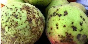 桃树盛开的美丽