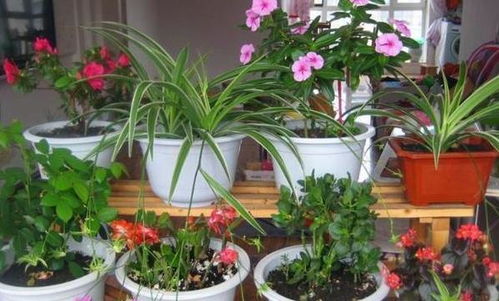 养花需清水，生命之源不可缺