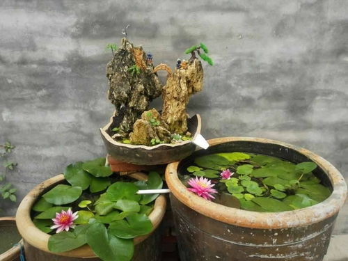 鱼池中种植睡莲