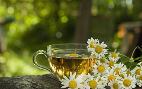 菊花茶种类繁多，你知道哪些功效独特