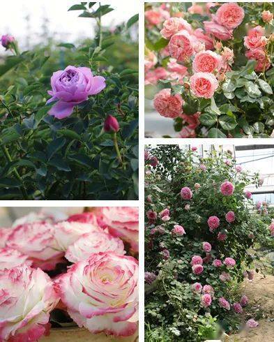 月季的香气， 花园的浪漫