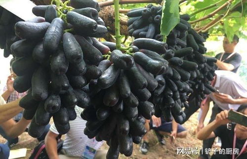 蓝宝石葡萄南方种植，需考虑其生长习性及南方气候适应性