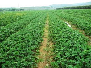 四季青本人希望大家直接种植长好的草皮，如guo是种植，则在春季、夏季两个季节将夏季草种好，再到秋季再将冬季型种下像这样就可依长成优良的四季青了。草本四季青可依适合在矿山种植，种子，种子等。