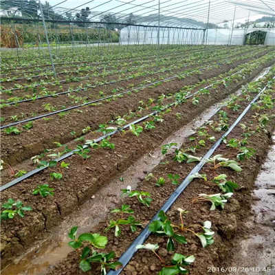 美植袋装苗过程是怎样的？