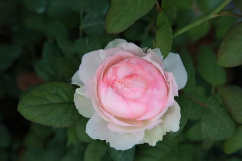 秋天月季光杆， 别急，原因在这