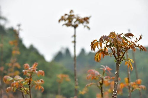 香椿种植适宜哪些土壤、气候和光照条件