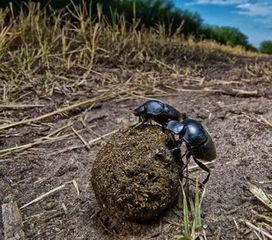 如何防范蜱虫泛滥？