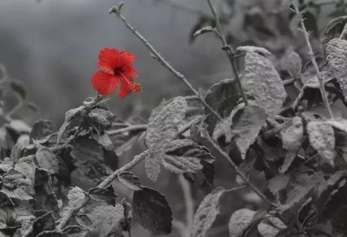 龙爪花，一种神秘的花卉