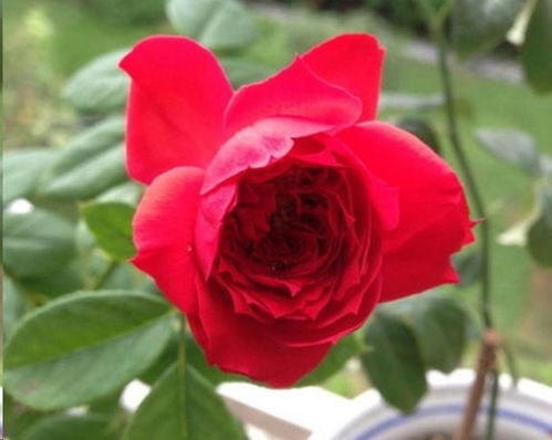 耐晒耐热，病虫害也不怕