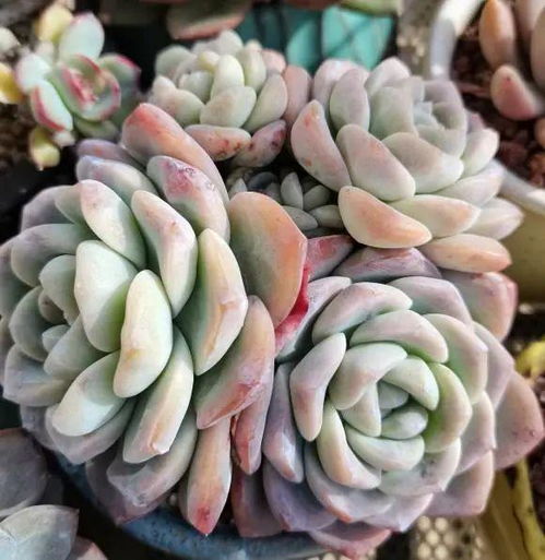 多肉剪枝速成活，直接栽种简单易！