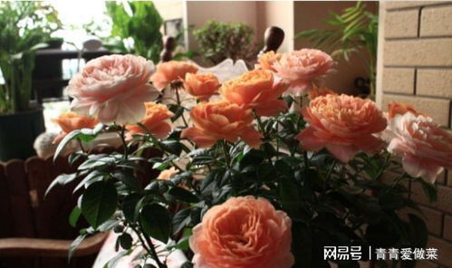 紫皇后月季：美丽与高贵并存