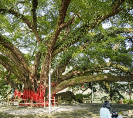 杨树冠幅的大小与树龄的关系