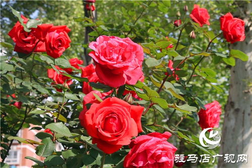 美不胜收， 月季花的美景让人陶醉