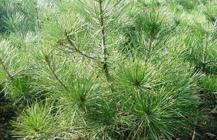 三、延缓病虫害抗药性