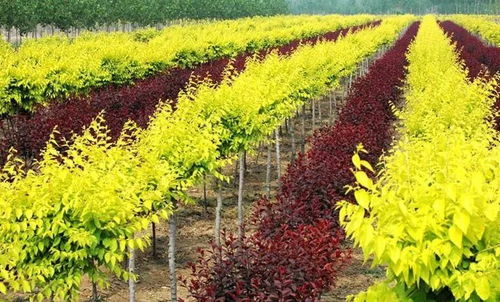 苗木界的大咖们，你们准备好了吗？