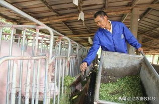 南方养猪适合种植的牧草