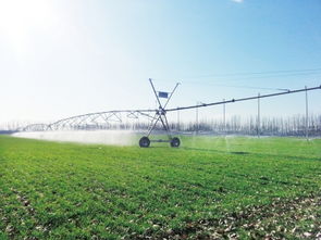 远志的生长小秘密：喷灌时机真的那么重要吗？