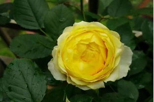 月季花开， 繁花似锦