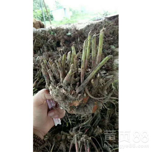 白芍种植的最佳时间是什么时候？有哪些具体的种植技术与栽培方法