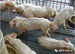 副猪嗜血杆菌病防控要点