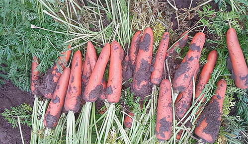 北方地区适合种植当归吗？