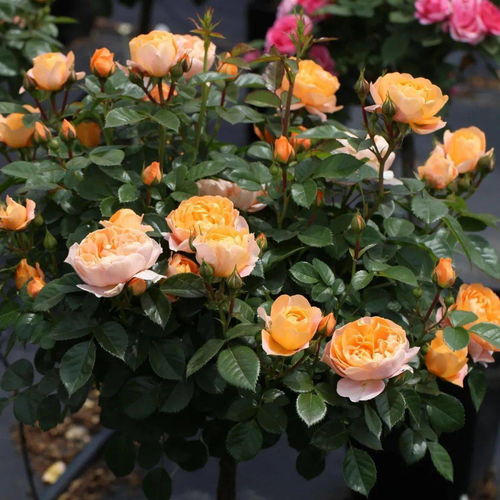 二、青空（蓝色天空）月季