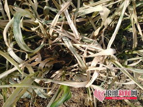 大蒜受到伤害，怎么办呢？