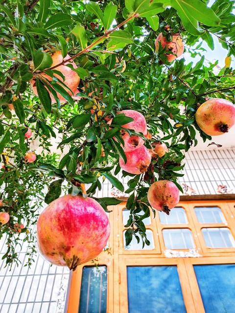 盆栽石榴树施肥全攻略：揭秘蕞佳肥料选择