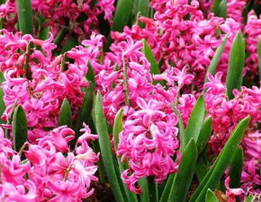 这花叫什么名字呢？