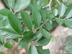榆树叶子能吃吗？营养成分丰富吗