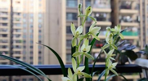 浇水不当是兰花叶子发黄的主要原因