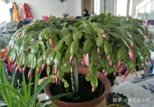 仙人掌嫁接时如何根据仙人指嫁接方法选择合适的品种进行嫁接