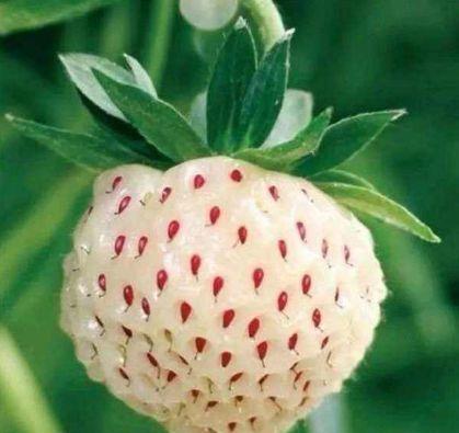 野生白草莓并非菠萝莓，两者是不同品种