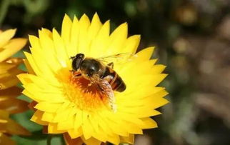 黑色花心：蝴蝶的偏爱