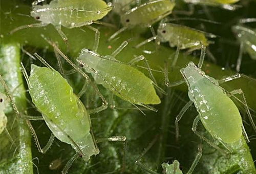 一、花上密布长蚜虫，这是什么鬼东西？