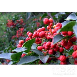 花椒亩产量通常在200-500公斤之间