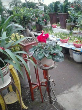 大叶植物的养护技巧