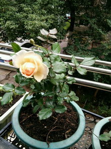 盆栽月季休眠期修剪， 剪除枯枝、病虫枝等