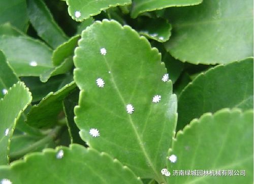 荷花病虫害防治，关注预防
