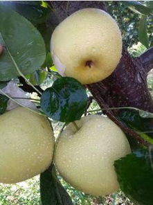 博望黄金梨， 金黄色的甜美诱惑