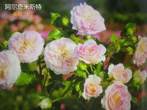 月季品种的多样性