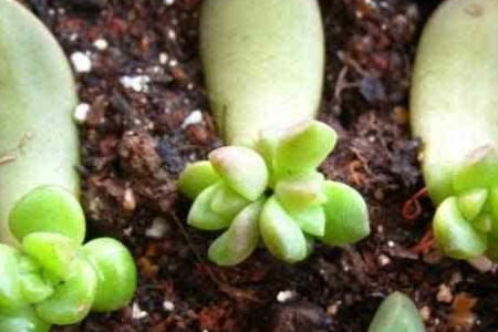 《多肉植物僵苗怎么办？三招轻松破解发芽难题》