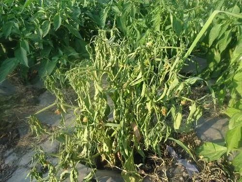 菠菜枯萎病是一种由真菌引起的病害