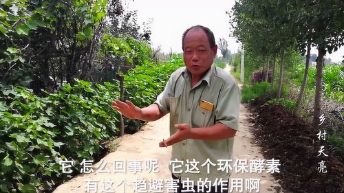 苗木病虫害防治措施