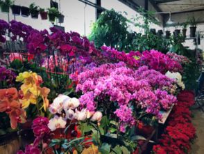 色彩斑斓的玫瑰花