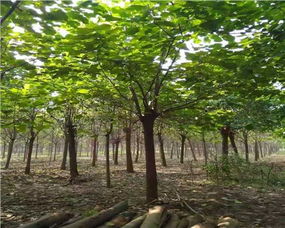 新手常超支50%的原因