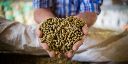 畜禽饲料替代豆粕，有哪些原料Ke以选？