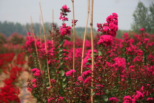 紫薇：夏日里的清凉