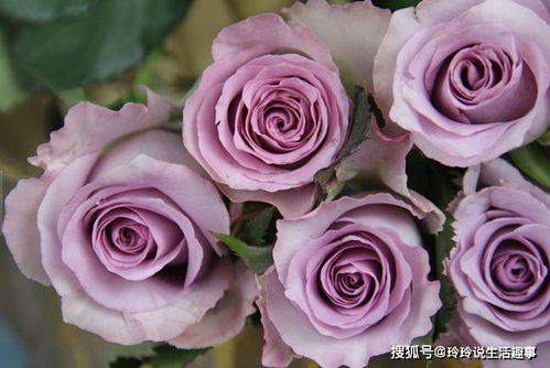 家居装饰， 雅致生活